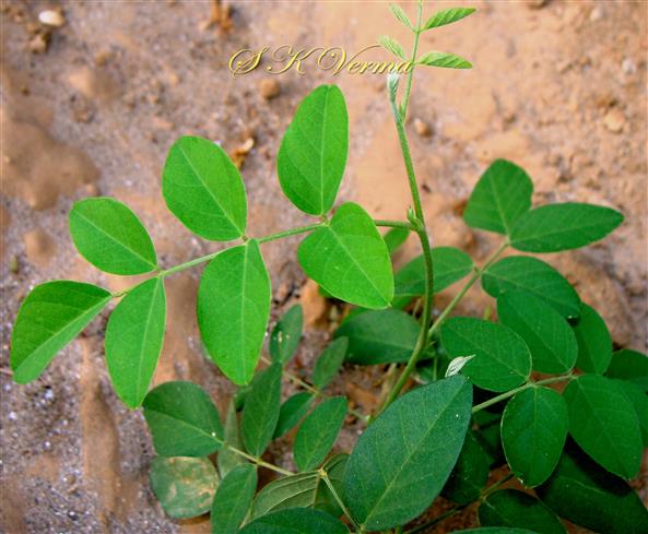  Leaves